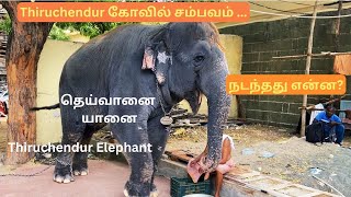 Tiruchendur Temple Elephant Issue  தெய்வானை யானை🐘 What happened ஏன் இப்படி நடந்தது😔 [upl. by Levins]