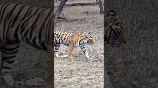 Guess the Tigress from Ranthambhore [upl. by Lugo]