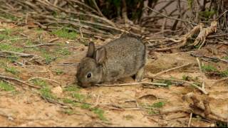 Young wild rabbit at Ghadira Malta [upl. by Leasa327]