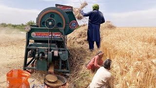 Wheat Harvesting Method  Village Life Pakistan [upl. by Ditzel]