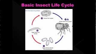 Estimating Post Mortem Interval part 5  Forensic Entomology [upl. by Brabazon]