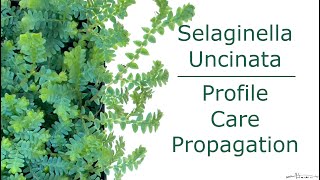 Selaginella Uncinata Profile Care Propagation [upl. by Otiv599]