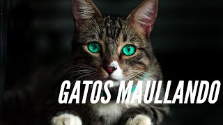 😍 El mejor sonido de GATOS MAULLANDO fuerte 2024  video 4K 💚 [upl. by Pendergast897]