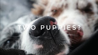 Should you own TWO PUPPIES at the SAME time  My thoughts on LITTERMATES SYNDROME [upl. by Worthington]