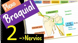 Plexo Braquial 2  Nervios ‐ Fácil y didáctico [upl. by Pris]