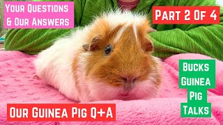 Part 2 of 4  QampA about Our Guinea Pigs  We Answer All Your Questions [upl. by Htebaras]