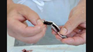 Sardellen ausnehmen und filetieren  How to clean anchovies [upl. by Timmy]