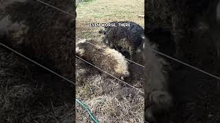 One Naive Decision Nearly Destroyed My Pig Farm pasturedpigs mangalitsa [upl. by Emmery313]