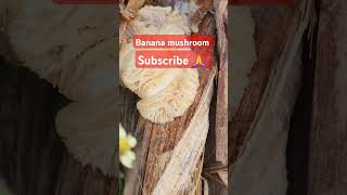 episode 186 banana mushroom nature forest farming [upl. by Urbas334]