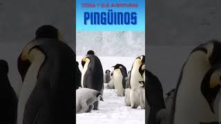 EL PINGUINO [upl. by Sisco]