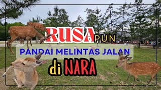 Bandar Nara di penuhi rusa yang berkeliaran [upl. by Yemerej]