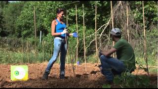 ECO LIFE ΦΥΤΕΥΟΥΜΕ ΕΛΛΗΝΙΚΕΣ ΠΑΡΑΔΟΣΙΑΚΕΣ ΠΟΙΚΙΛΙΕΣ ΛΑΧΑΝΙΚΩΝ [upl. by Aissatan]