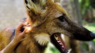 Hanging out with a rescued Maned Wolf Chrysocyon brachyurus [upl. by Chavey]