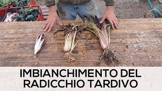 RADICCHIO TARDIVO Come imbianchire  Fai da Te [upl. by Nogaem299]