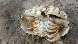 Common Box Crab Calappa hepatica [upl. by Varuag]