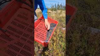 Blueberry picking harvesting berryfarm lingonberry fruit [upl. by Alurta]