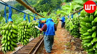 How Millions of Banana Harvested amp Processed  Banana Chips Factory🍌 [upl. by Artimed]