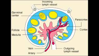 Lymph Node  Follicle Medulla amp Paracortex physiology [upl. by Mcintosh739]