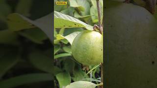 😱🌱12 அடியில் காய்க்கும் தைவான் பிங்க்🍈Taiwan Pinkguavataiwanpinkplantinggardeningorganic [upl. by Schubert271]