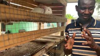 Diseases to Look Out for in Rabbit Farming [upl. by Calista]