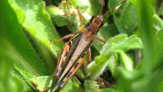 Orthopterawmv [upl. by Paris]