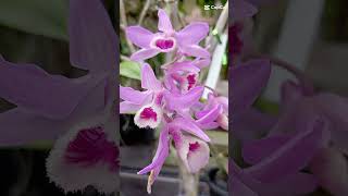 Pesona Anggrek Dendrobium Mackay Parish flowers orchid nature beautiful [upl. by Brendin]