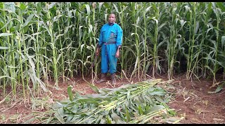 PREPARATION FOR SILAGE MAKING MUST WATCH [upl. by Priscella539]