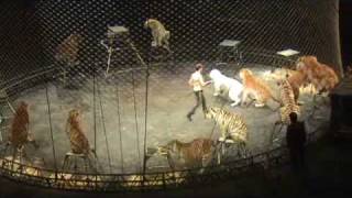 Tiger Act at Ringling Bros Circus [upl. by Vachel812]