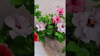 THREE DIFFERENT COLOURED HIBISCUS FLOWER in ONE PLANT flowerrangoli nicevideo [upl. by Odarnoc]