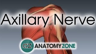 Axillary Nerve  3D Anatomy Tutorial [upl. by Alexina197]