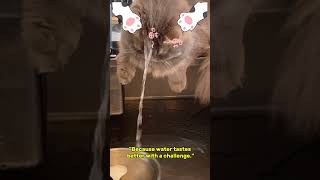 Drinking straight from the tap Level expert 🐱💧🎓 cat pets funnyanimals cutecat shorts cute [upl. by Hernando]