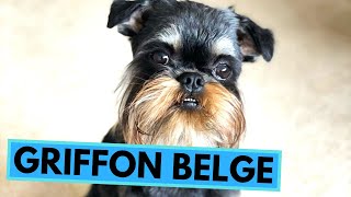 Griffon Belge  TOP 10 Interesting Facts [upl. by Ablem]