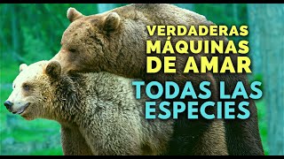 así es el APAREAMIENTO de estas 26 ESPECIES ANIMALES [upl. by Baudin443]