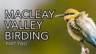 BIRDING BONANZA in Macleay Valley [upl. by Gow]