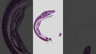 Histology of a whole small lizard serial reconstruction science histology microscopy [upl. by Eneroc]