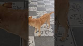 Funniest dog  tamil comedy dialogue petlove [upl. by Adnirak774]