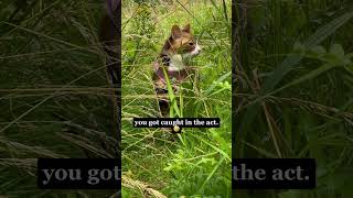 Have you ever been caught stalking Cat funny Zohe cat shorts fun catsonyoutube pets [upl. by Tereb]