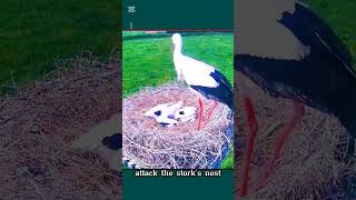 So pitiful Attack the nest stork animals birds nature attack [upl. by Webster]