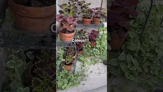 Planting coleus for fall color [upl. by Nirehtac890]