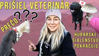 Prečo prišiel 💉veterinár👨‍⚕ Hubárske šialenstvo😱 pokračuje🍄  video so psami a koňmi  hubárčenie [upl. by Alliuqat]