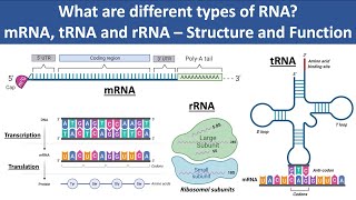 mRNA tRNA and rRNA  Structure and Function  What are different types of RNA  Biochemistry [upl. by Vite847]