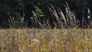 Smolenski Park Prairie Restoration  October 16 2024 [upl. by Annait]