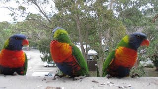 Noisy Hungry Australian Rainbow Lorikeets [upl. by Annabell]