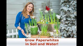 Paperwhites Complete Growing Guide Grow Paperwhites in Soil and Water 😀Shirley Bovshow [upl. by Marie-Ann]