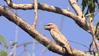 Papuan Frogmouth  Bird watching in Australia with EjBirdwatching [upl. by Manlove]