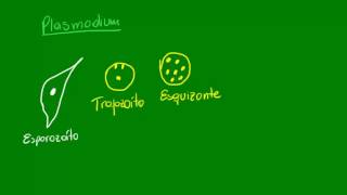 Protozoários Esporozoários  Diversidade dos Seres Vivos  Biologia [upl. by Mahtal211]