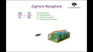 Capture Recapture  Corbettmaths [upl. by Eachelle]