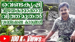 വെണ്ട കൃഷി  Venda Krishi  Vendakka Krishi Ladies Finger Farming Venda Cultivation [upl. by Hortensia]