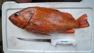 How To Fillet any Rockfish [upl. by Seditsira257]