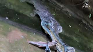 Fütterung der GangesGaviale im Aquarium Berlin  Feeding of the Gharials at Aquarium Berlin [upl. by Ahselak]